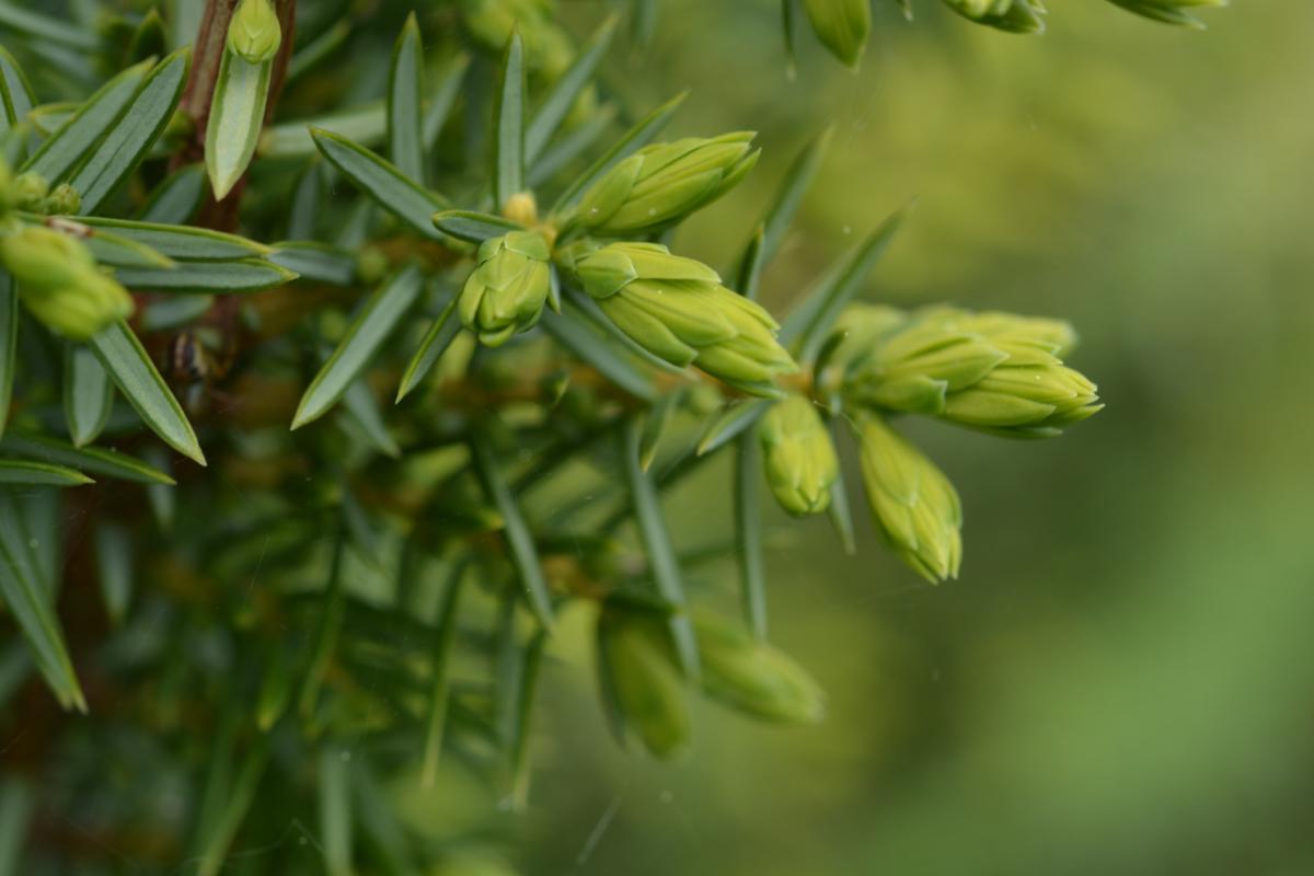 Juniperus communis erzählt …